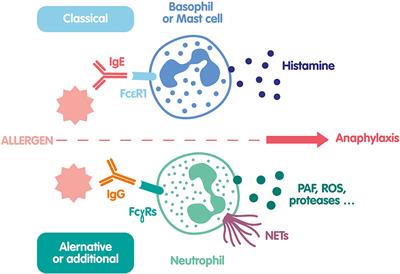 Neutrophil Extracellular Traps in Autoimmunity and Allergy: Immune Complexes at Work